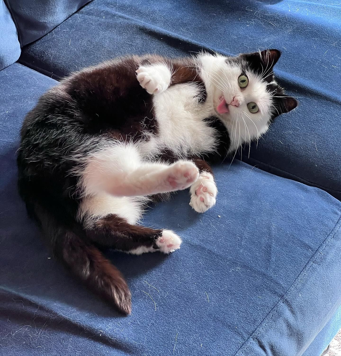 lustige Katzenzunge