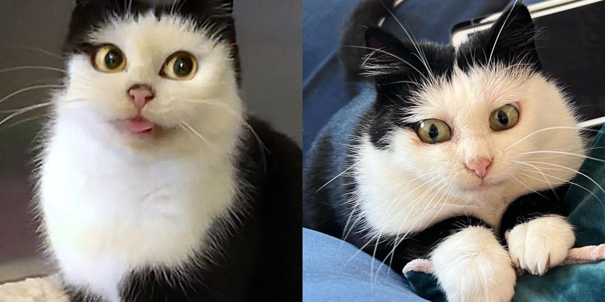 Cat with Cartoon-esque Eyes Decides to Embrace Indoor Life One Day and Turns into Quite the Personality - Love Meow Cat with Cartoon-esque Eyes Decides to Embrace Indoor Life One Day and Turns into Quite the Personality - Love Meow