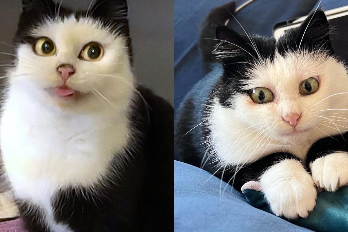Cat with Cartoon-esque Eyes Decides to Embrace Indoor Life One Day and Turns into Quite the Personality