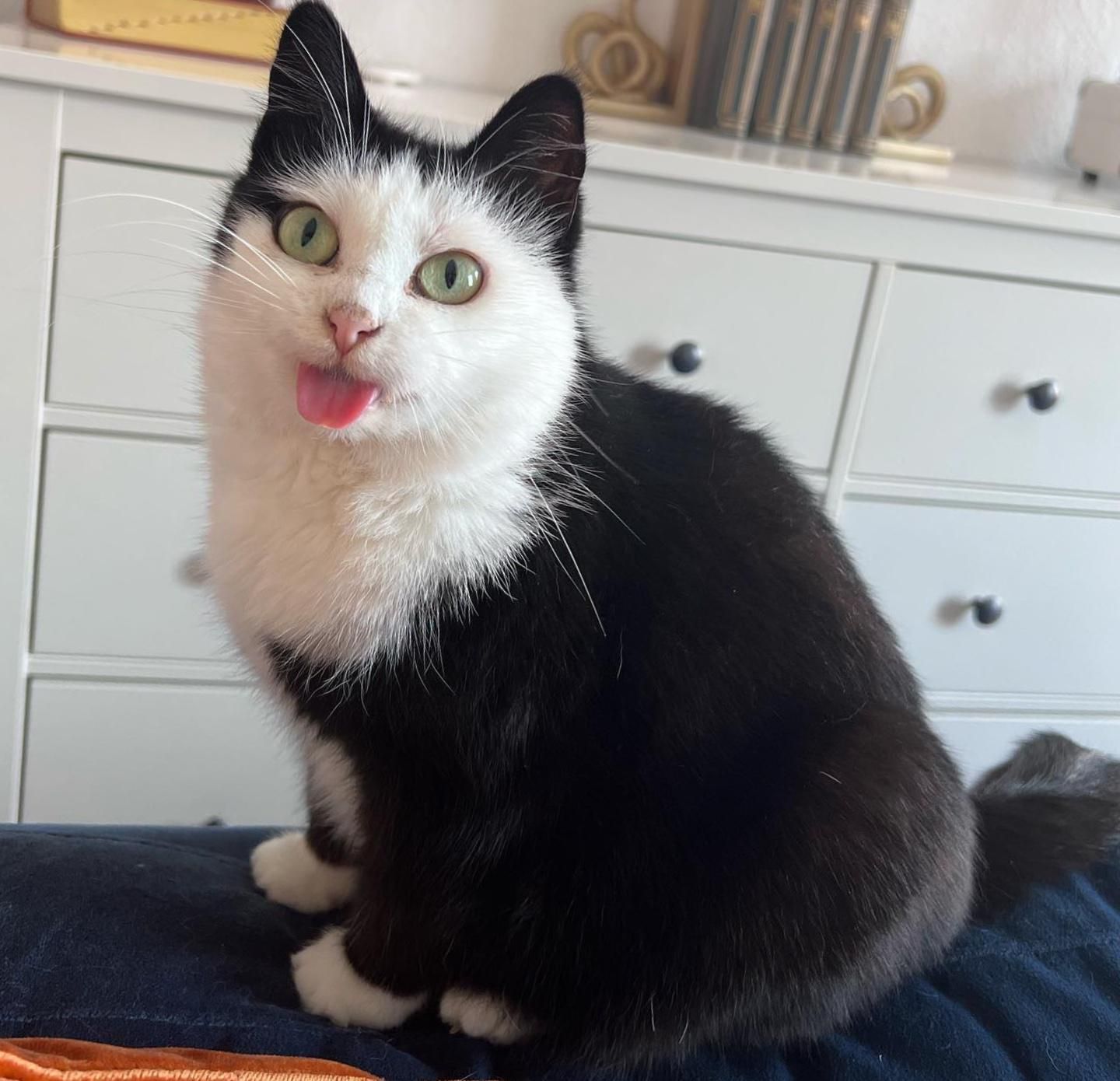 katze zunge raus
