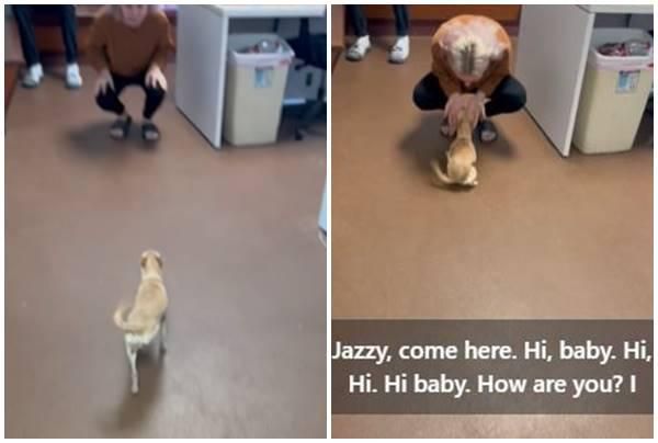 chihuahua, lost dog, dead dog reunited