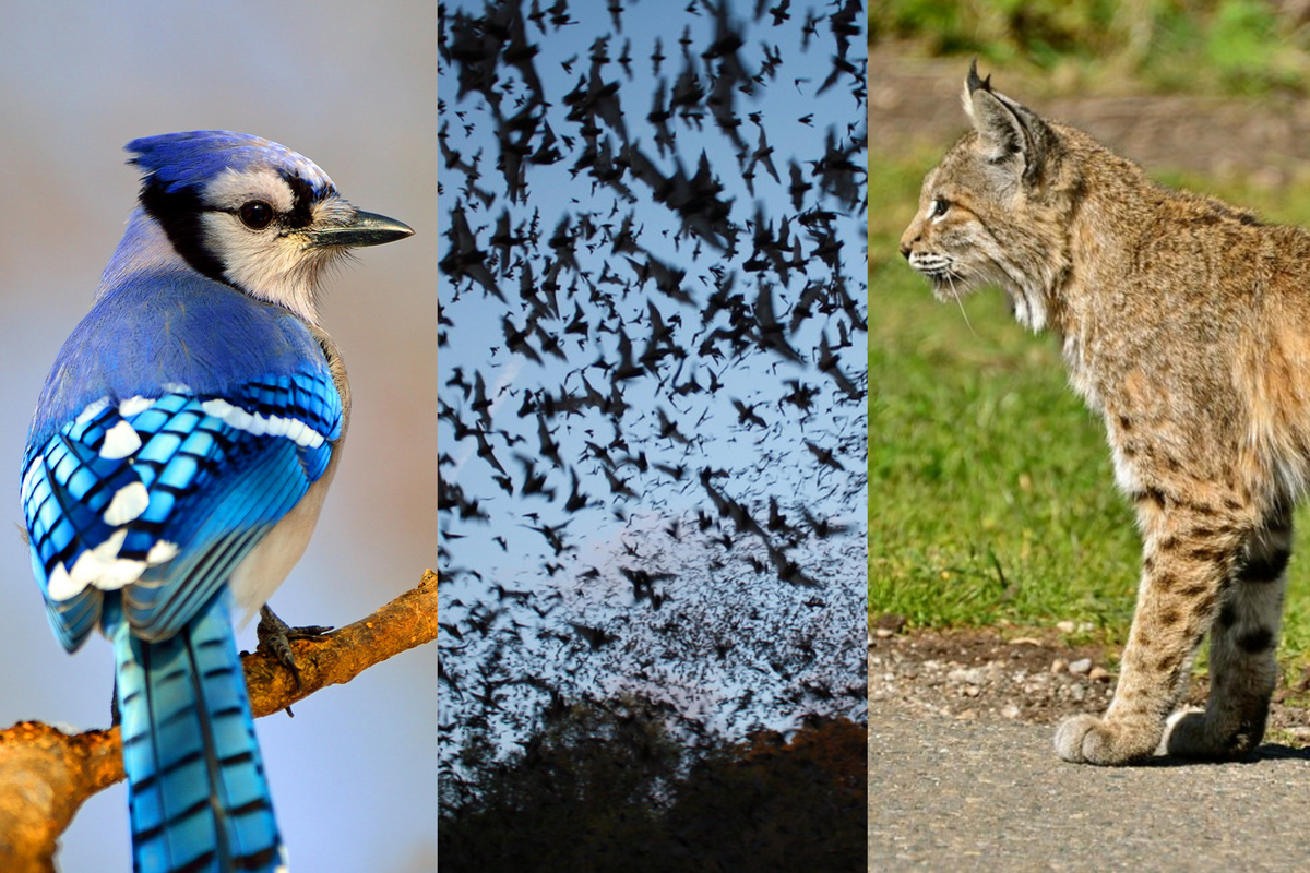 Bobcats, blue jays and bats: A guide to backyard wildlife in Central Texas