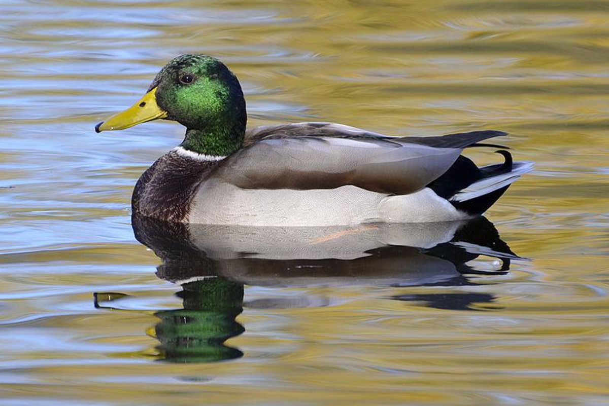 Oh, So 'Crime Backlash Crushes Dems' Turns Out To Be A Canard? The Duck You Say!