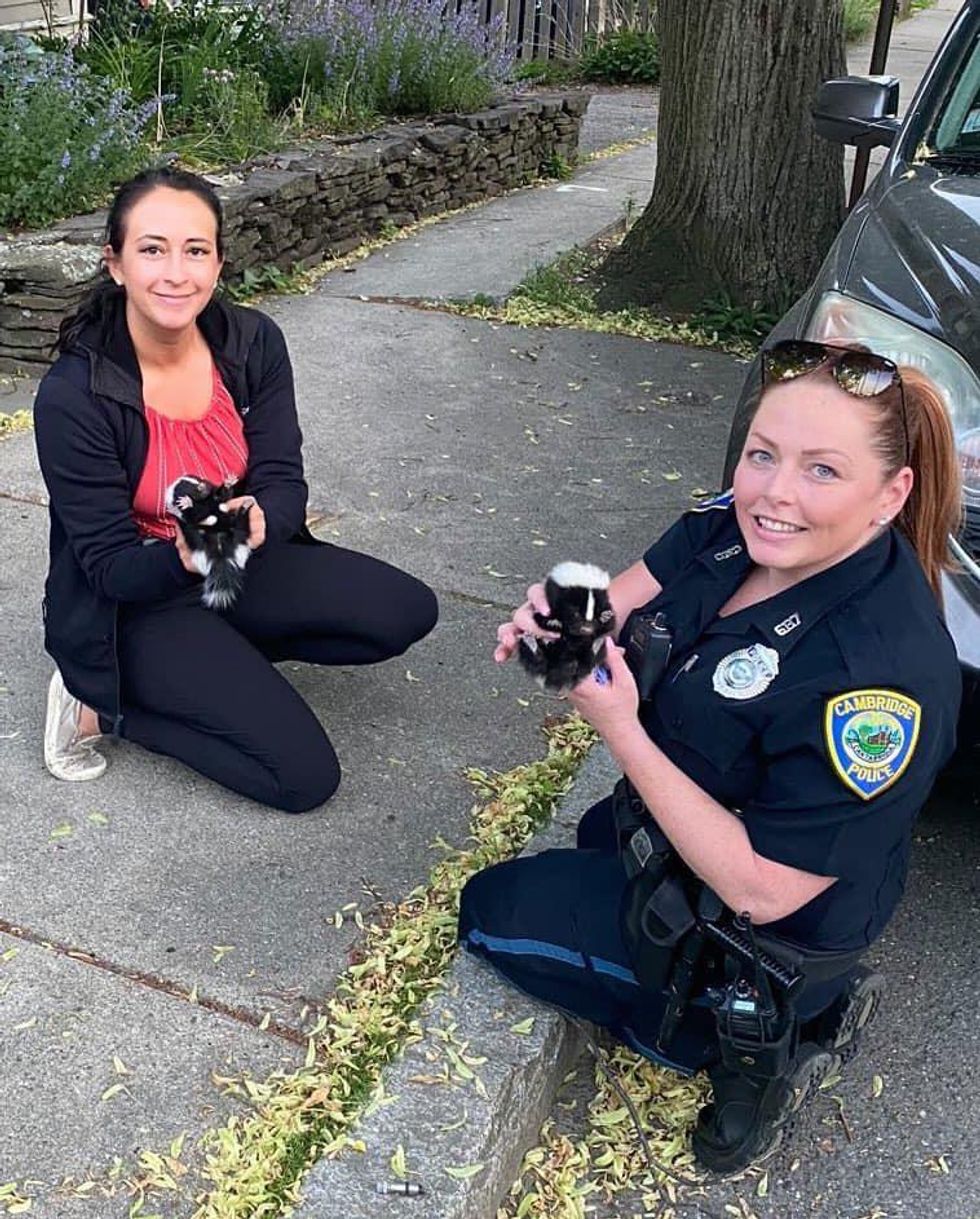 cambridge police baby skunks