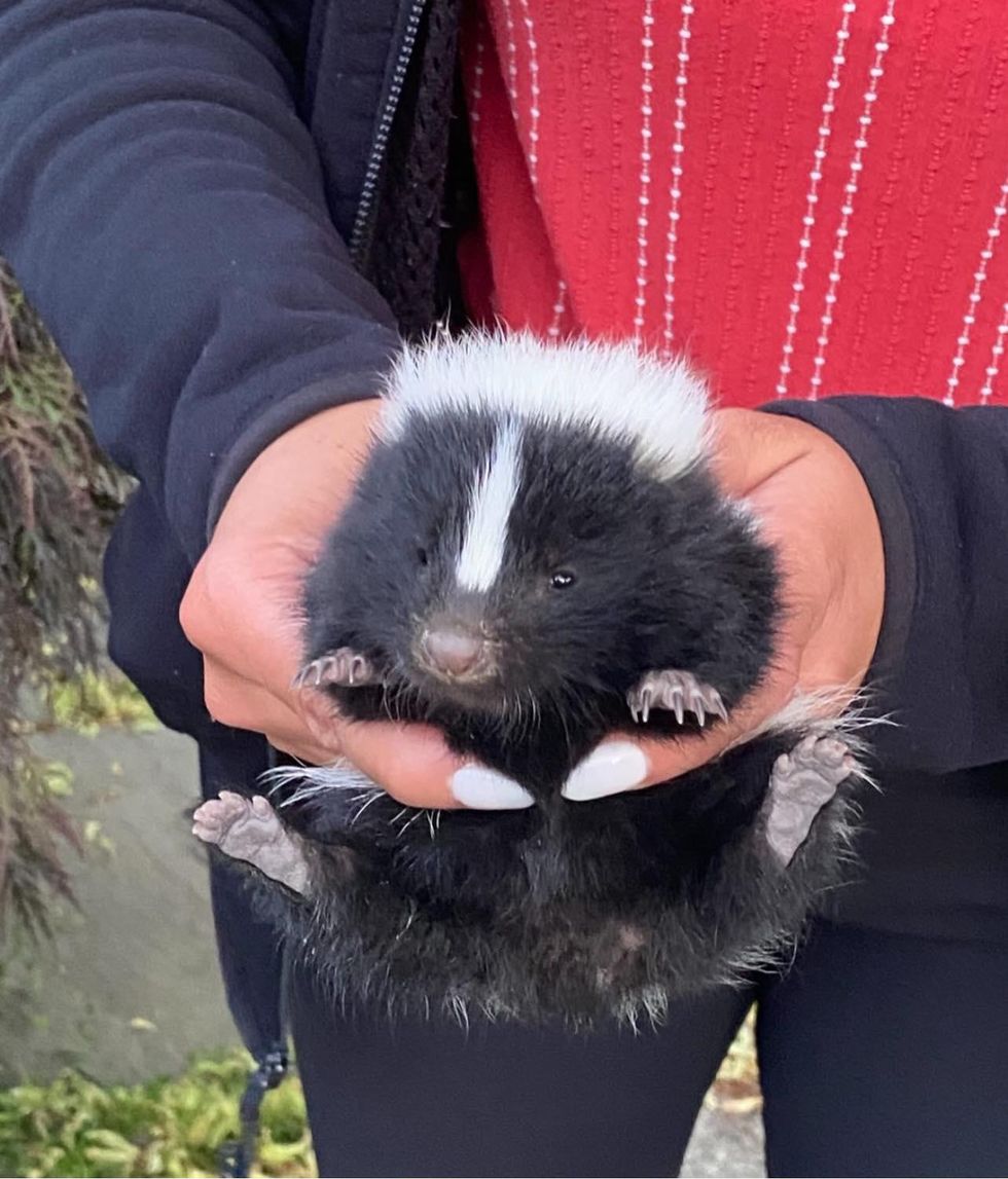 baby skunks found