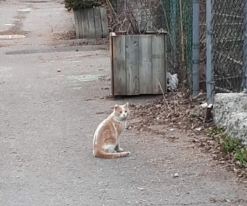 streunende katze wandert