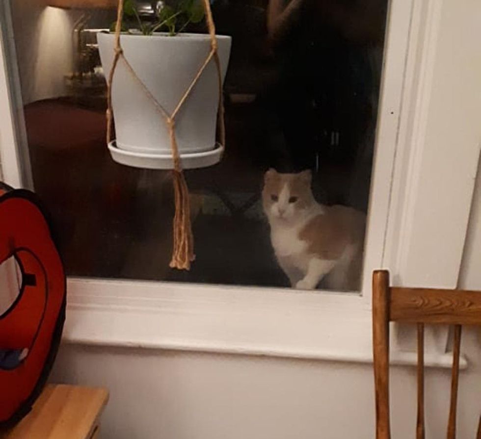 Katzenfenster streunen