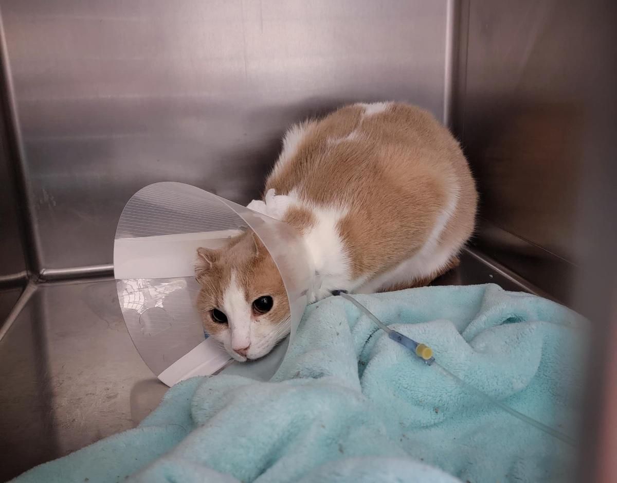 Katze Chirurgie