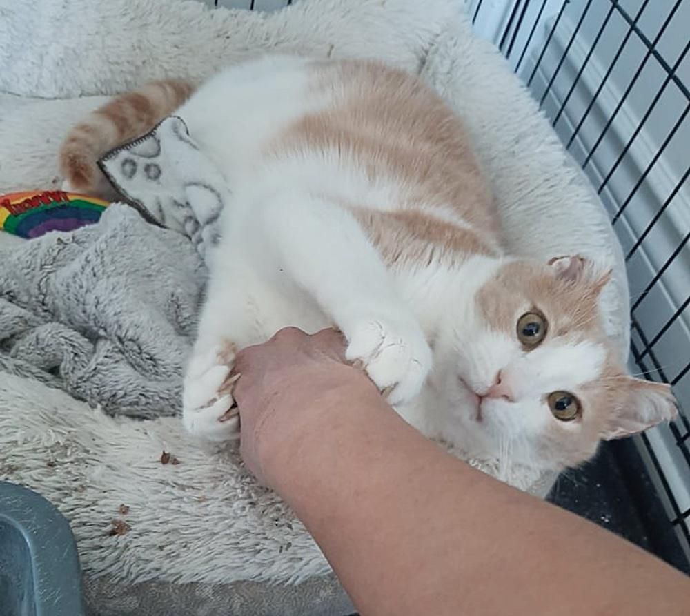 Katze hält Pfoten