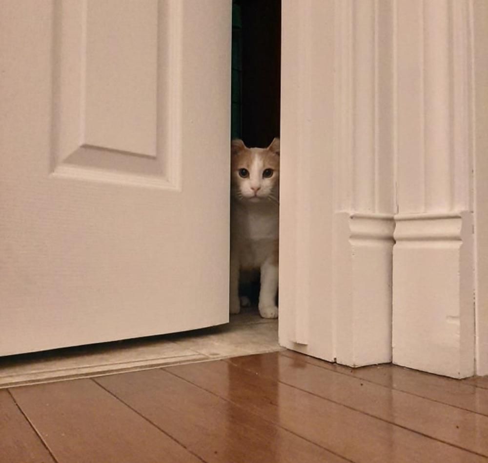 Katze erkunden