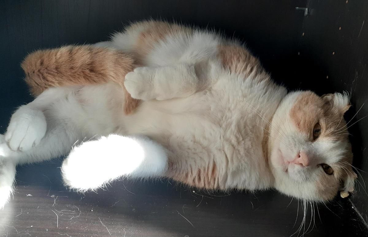 flauschige glückliche Katze