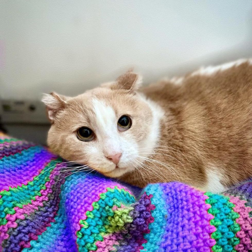 Cat Roaming the Streets Most His Life, Shows Up Outside a Window As He ...