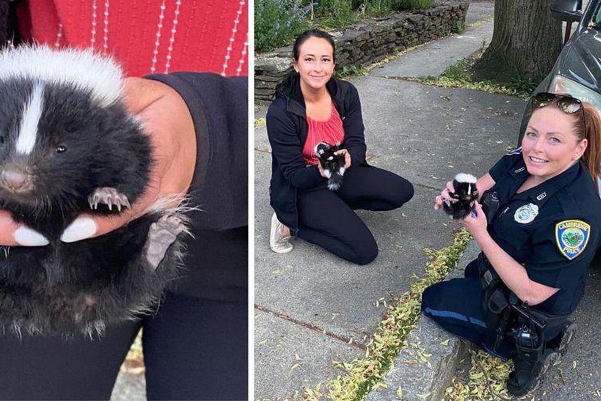 baby skunk