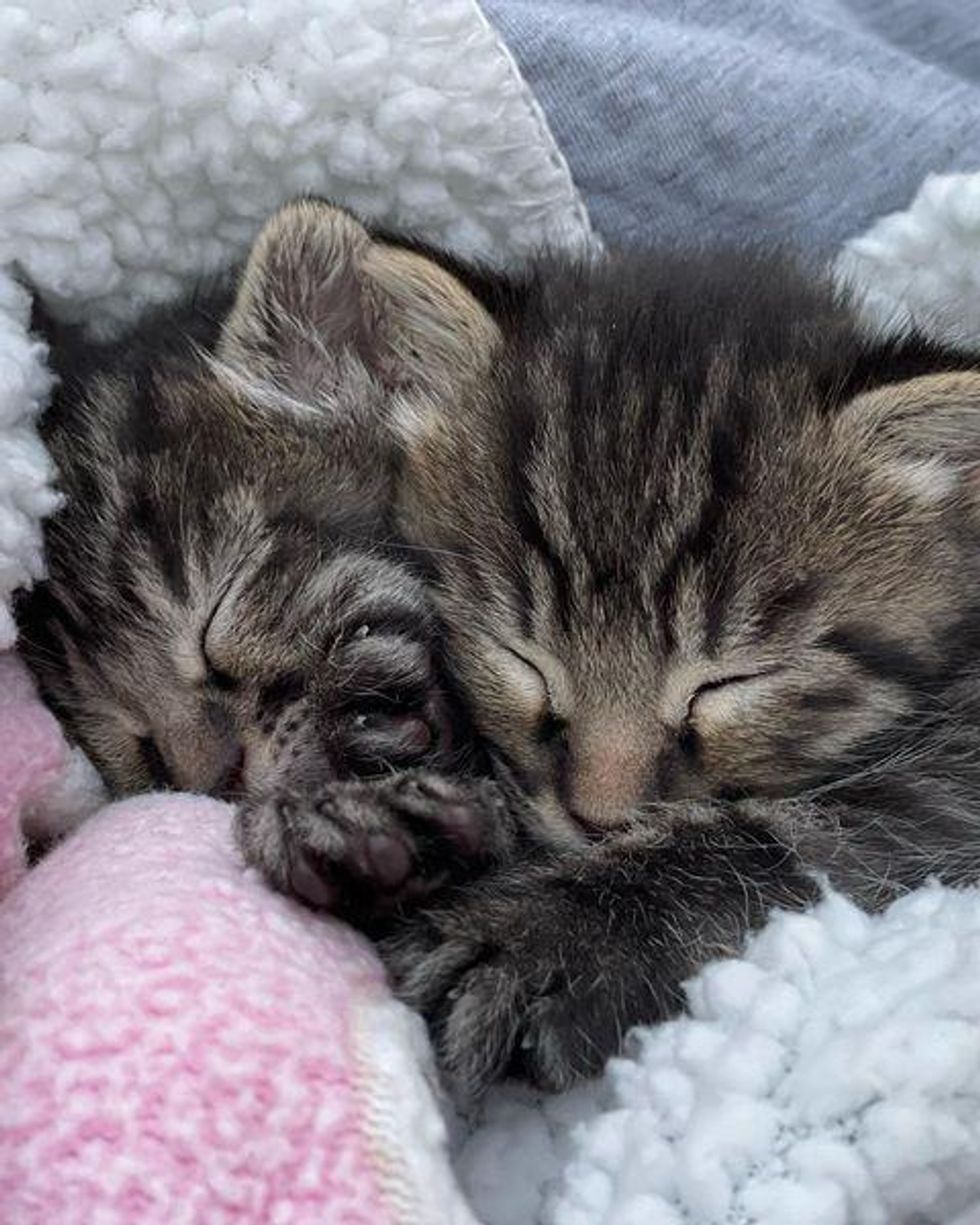 Twin Kittens Who Needed a Mother, Find Nurturing Cat to Help Raise Them ...