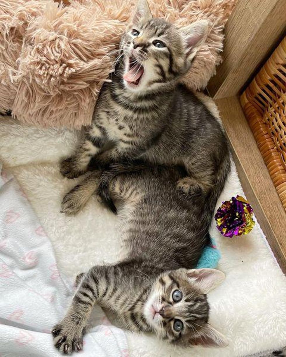 cute tabby kittens