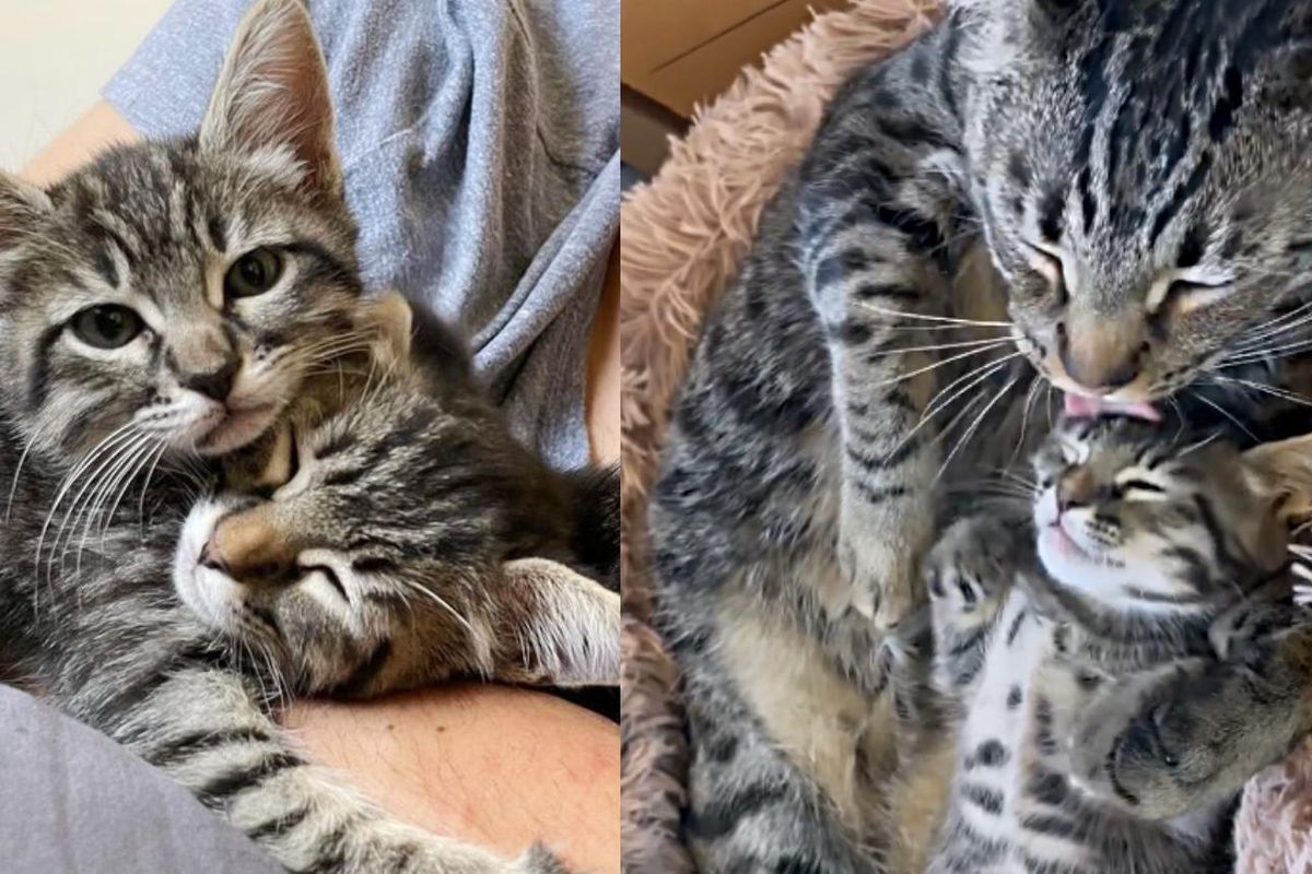 Twin Kittens Who Needed a Mother, Find Nurturing Cat to Help Raise Them