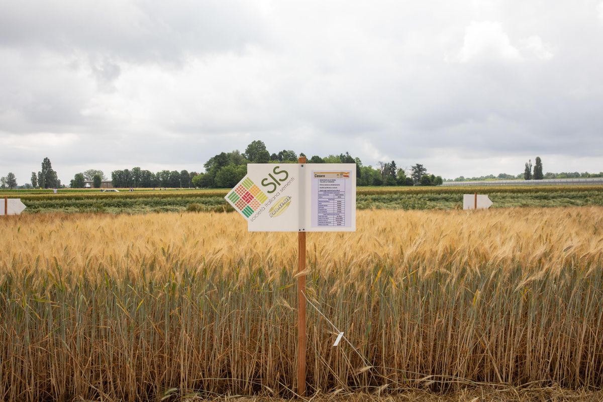 Manca il grano e l’Ue lo usa per farci il latte