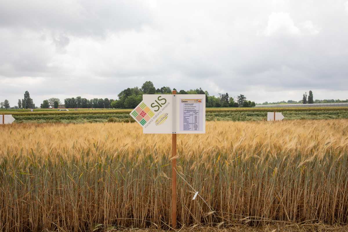 Manca il grano e l’Ue lo usa per farci il latte