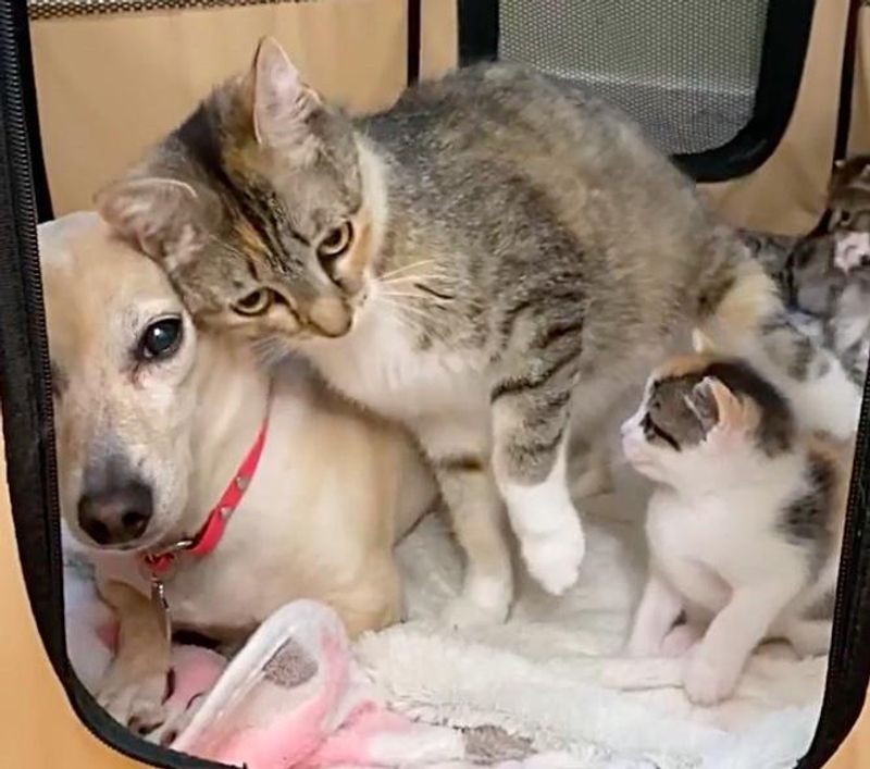 Cat Befriends Family Dog Who Decides to Help Babysit Her Demanding 