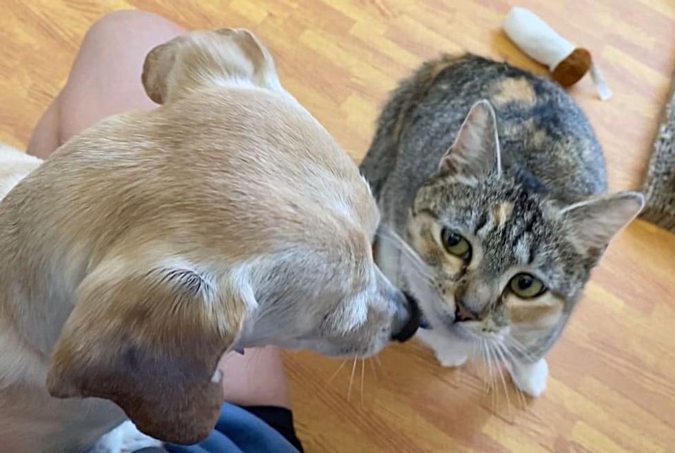cat befriends dog