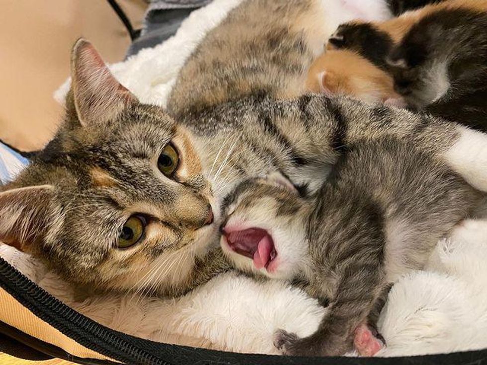 Cat Befriends Family Dog Who Decides to Help Babysit Her Demanding ...