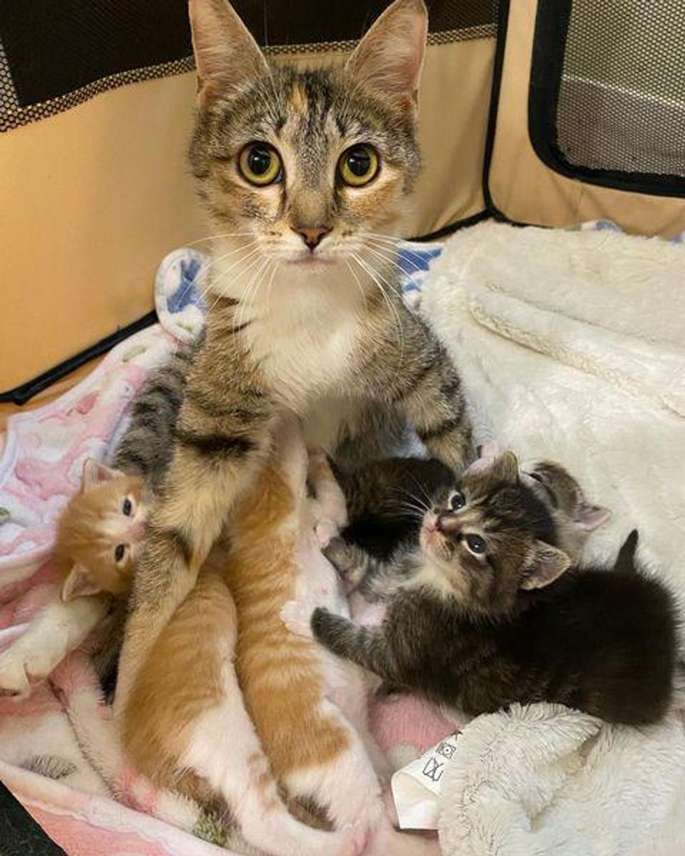 nursing cat kittens