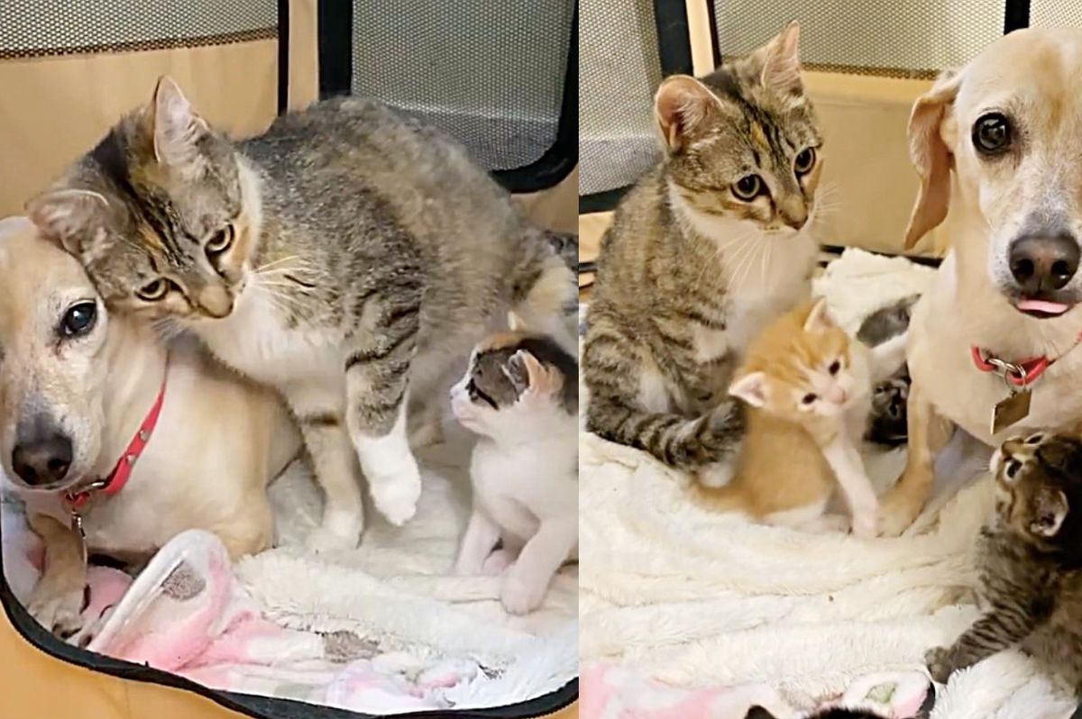 Cat Befriends Family Dog Who Decides to Help Babysit Her Demanding Kittens