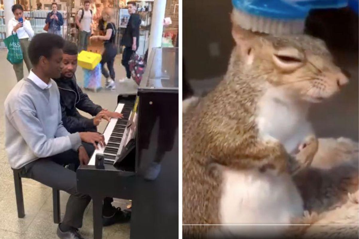 10 things, piano, squirrel