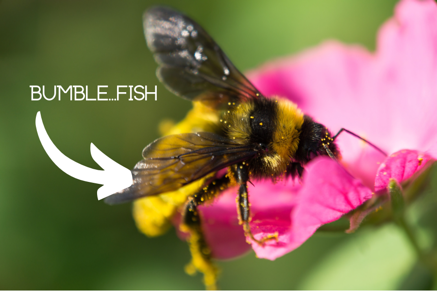 Is It A Bee Or Is It A Fish? It's A Bee Fish According To California ...