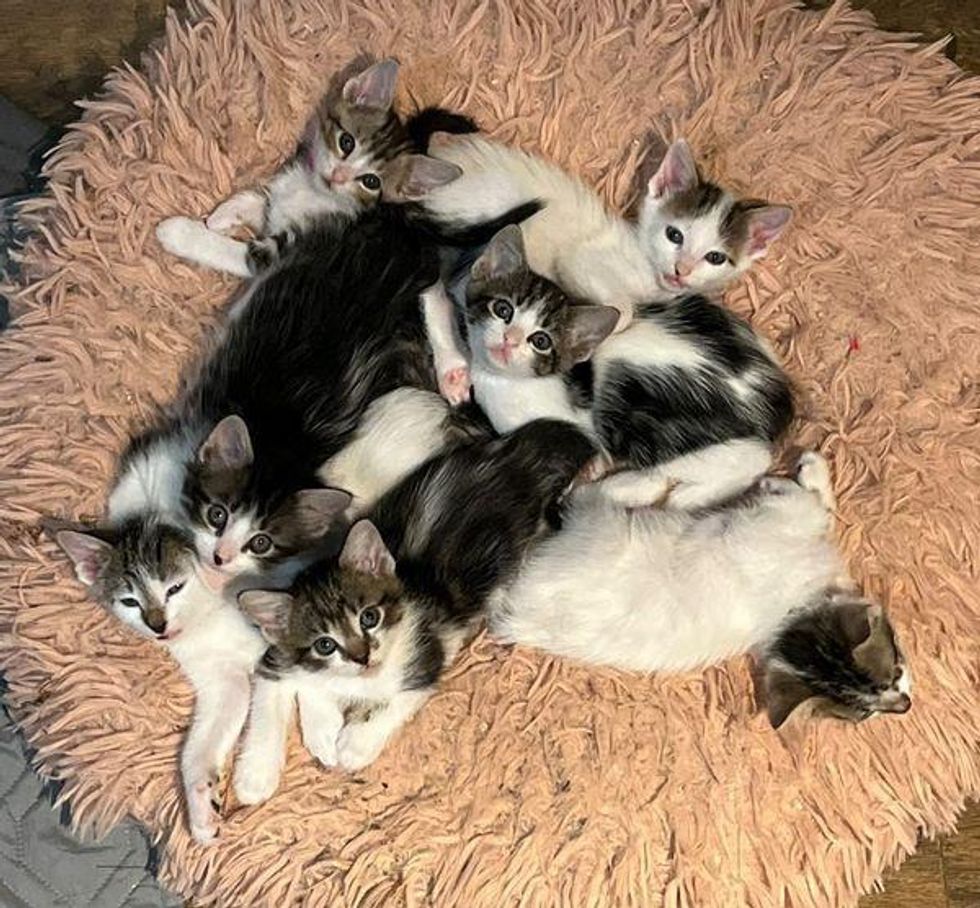 kitten cuddle puddle