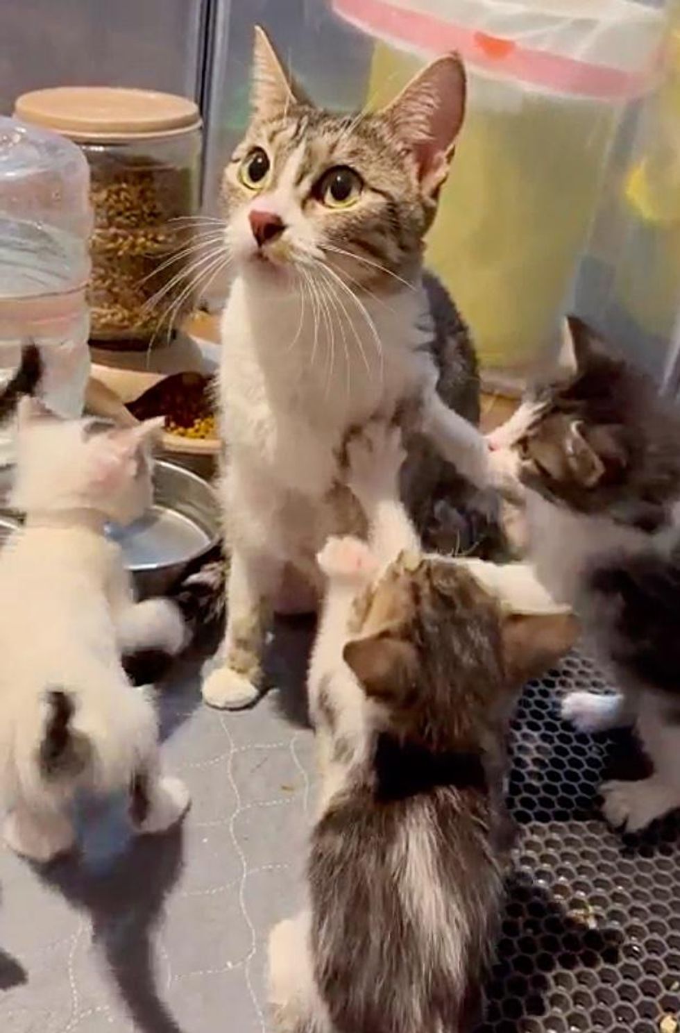 kittens cat mom