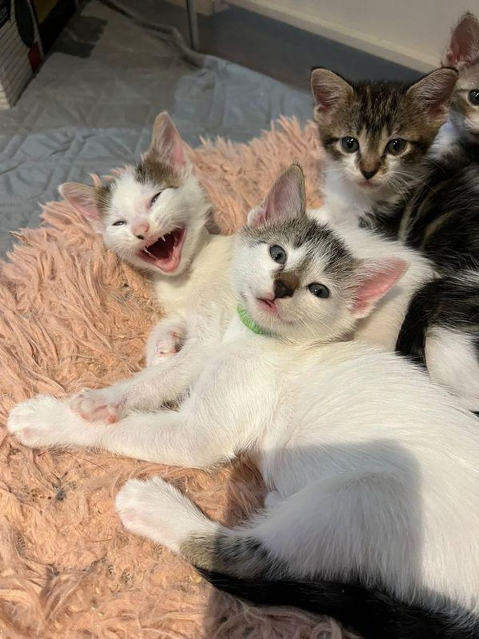 happy kittens