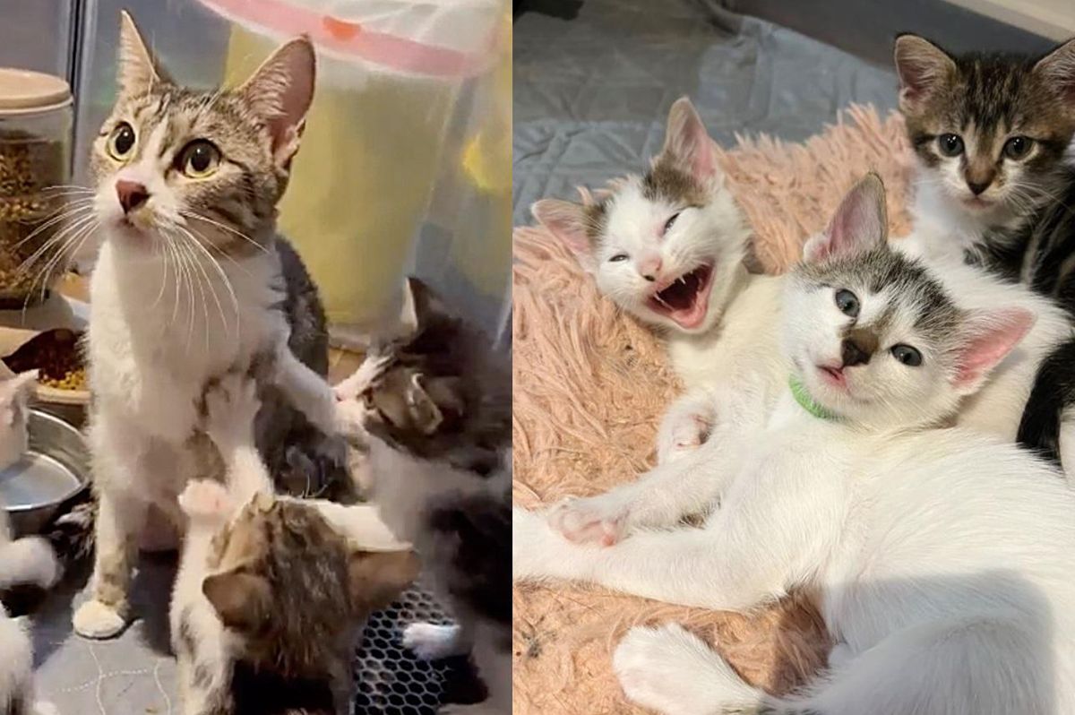 Kittens Found Under Duplex are So Happy to Be Back with Cat Mom, They Come Running to Her