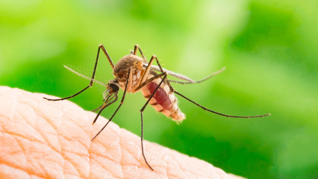 Mosquito on skin