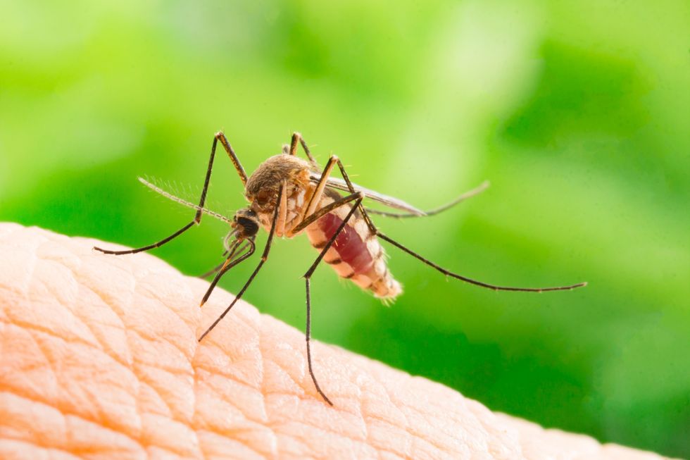 mosquito biting human skin