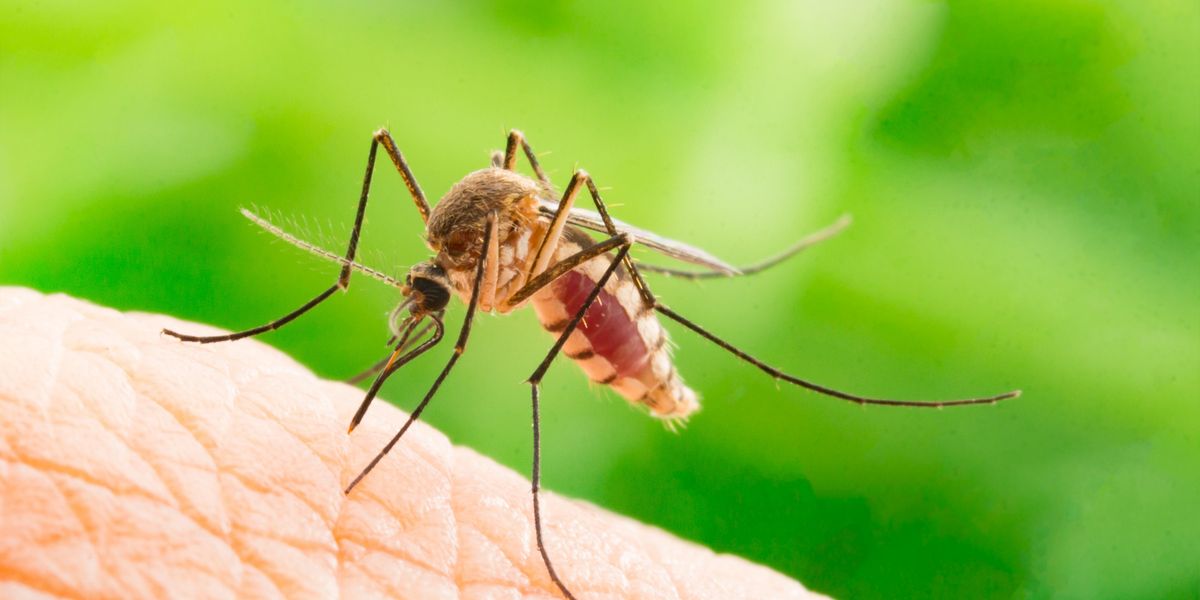 Why do mosquitoes bite some people more than others? It's a Southern