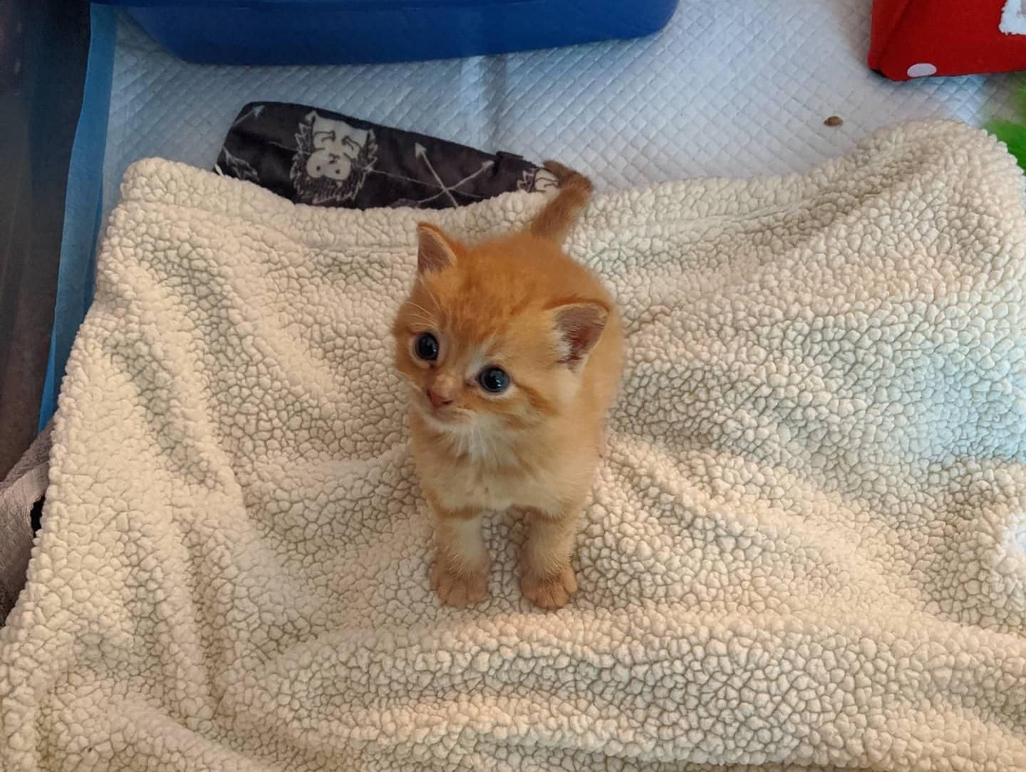 Small orange hot sale cat