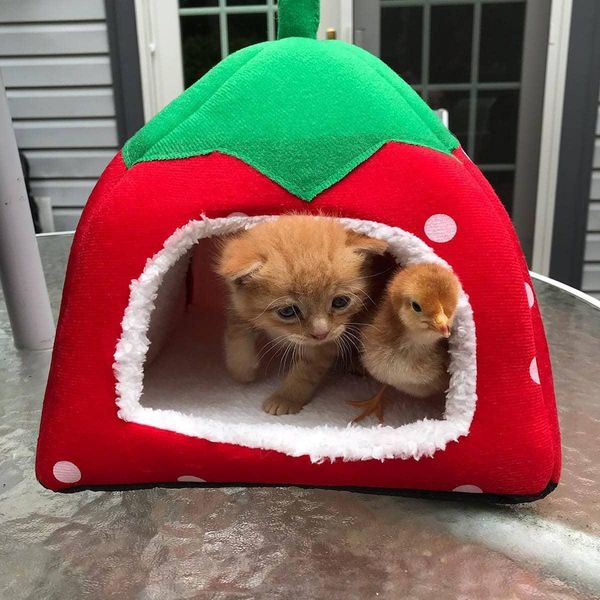 kitten chick