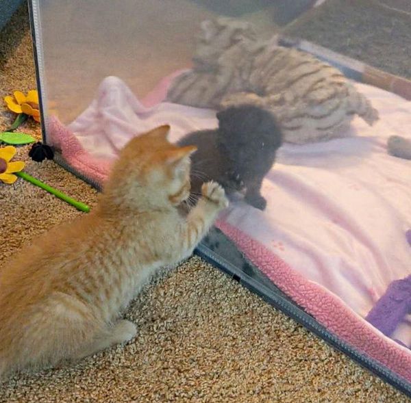 kitten friends