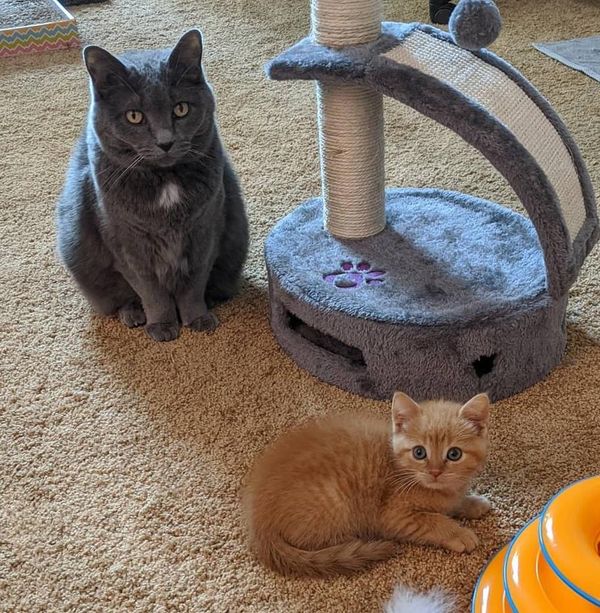 cat kitten
