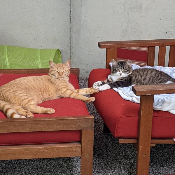 kitten friends