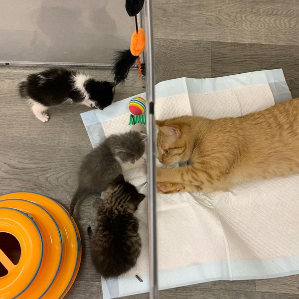 tabby cat kittens