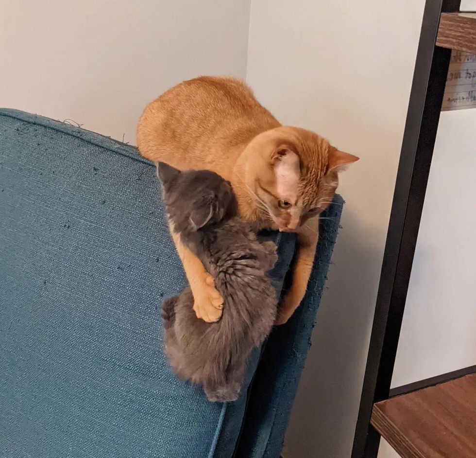 cat kitten hug