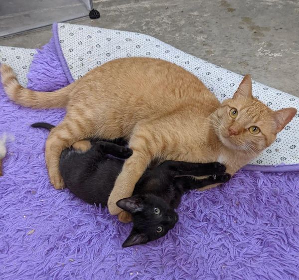 cat hugs kitten