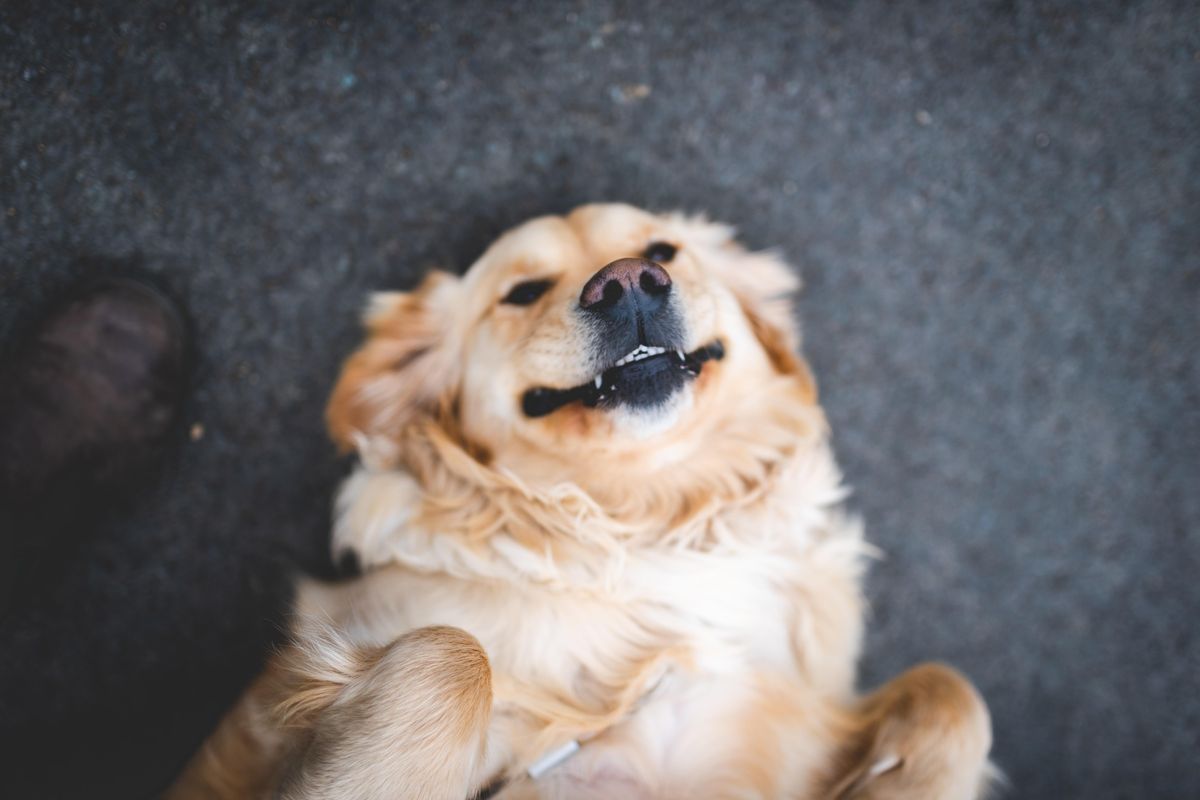 golden retriever; cute dog video; dog reaction