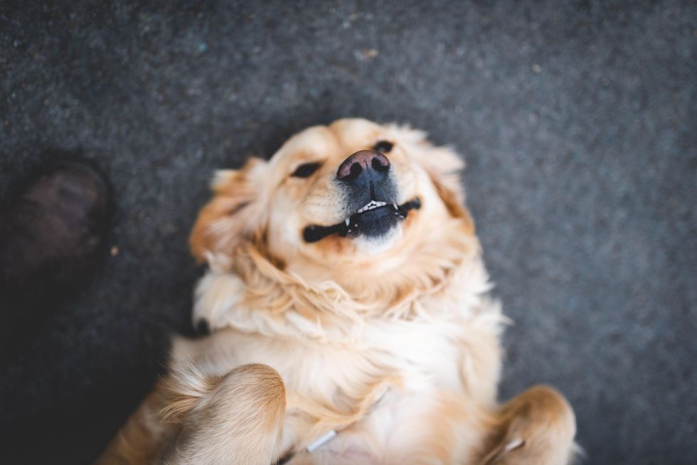Golden retriever has the very cutest reaction to toddler taking her first steps