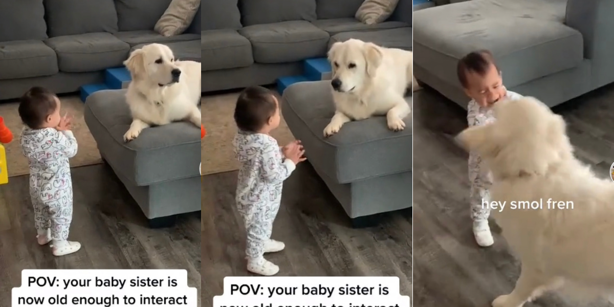 Golden retriever has the very cutest reaction to toddler taking her first steps