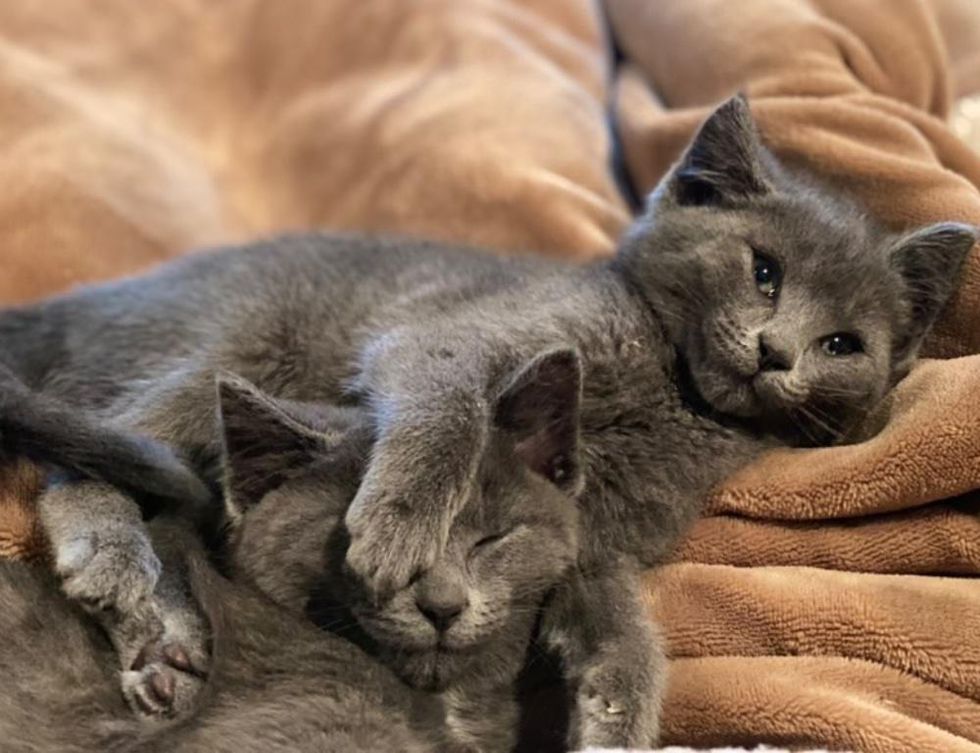 cuddly grey kittens