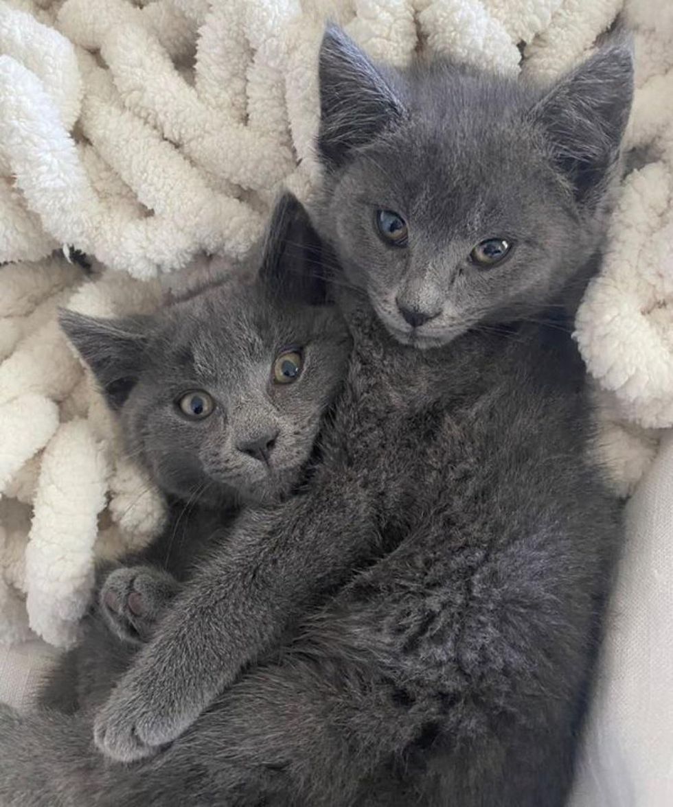 bonded cuddly kittens