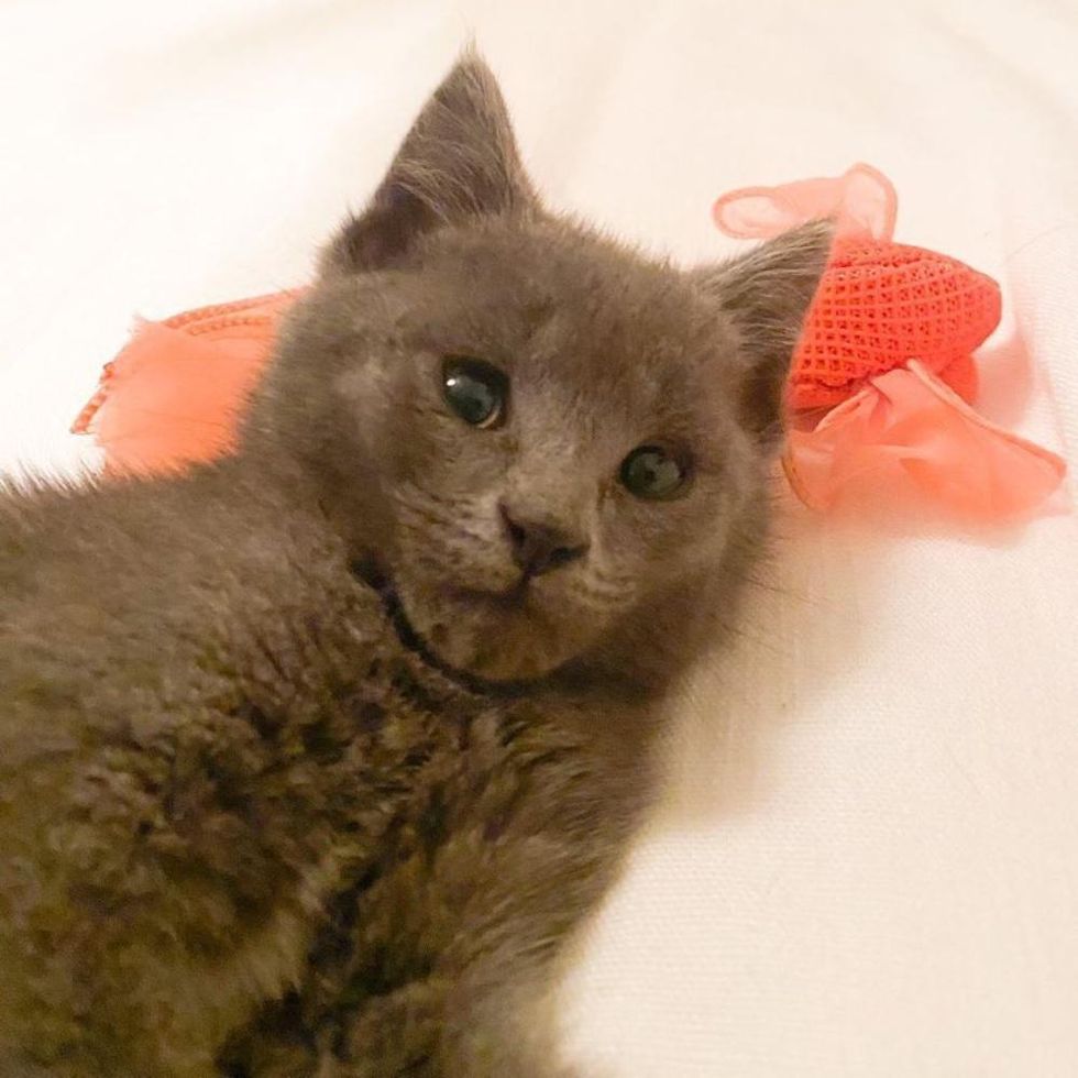 grey kitten